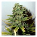 Super Skunk (Nirvana) Feminisoidut siemenet