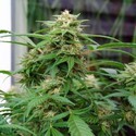 White Rhino (Nirvana) Feminisoidut