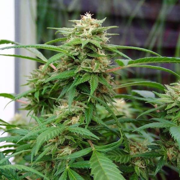 White Rhino (Nirvana) Feminisoidut