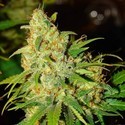 Auto Bubblelicious (Nirvana) Feminisoidut
