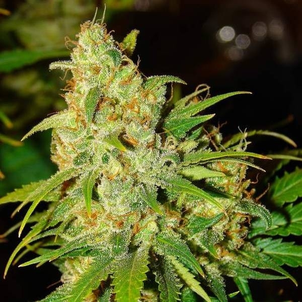 Auto Bubblelicious (Nirvana) Feminisoidut