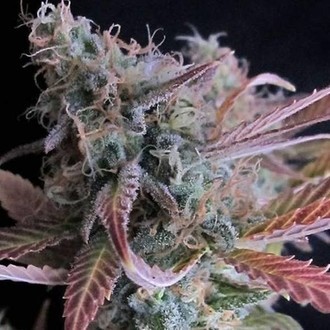Raspberry Cough (Nirvana) Feminisoidut
