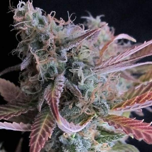 Raspberry Cough (Nirvana) Feminisoidut