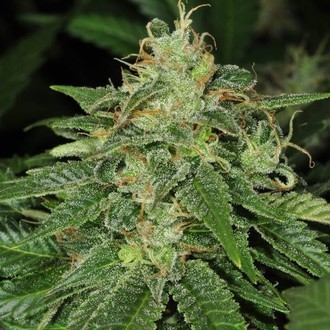 S.A.G.E. (T.H.Seeds) Feminisoidut