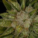 MK-Ultra (T.H.Seeds) Feminisoidut