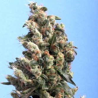Kushage (T.H. Seeds) feminisoidut kannabiksen siemenet