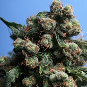Sage 'N Sour (T.H.Seeds) Feminisoidut