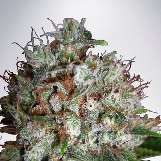 Big Bud XXL (Ministry of Cannabis) Feminisoidut