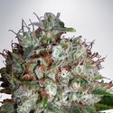 Big Bud XXL (Ministry of Cannabis) Feminisoidut