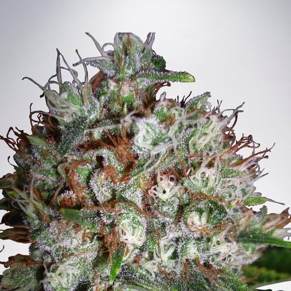 Big Bud XXL (Ministry of Cannabis) Feminisoidut