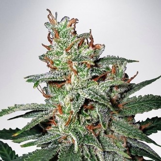 Carnival (Ministry of Cannabis) feminisoidut