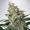 Carnival (Ministry of Cannabis) Feminisoidut