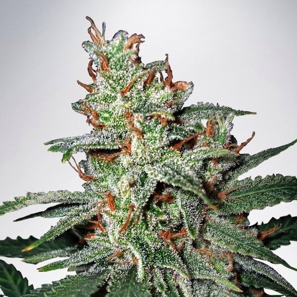 Carnival (Ministry of Cannabis) Feminisoidut