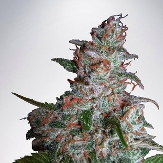 Northern Lights MOC (Ministry of Cannabis) Feminisoidut