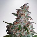 Northern Lights MOC (Ministry of Cannabis) Feminisoidut