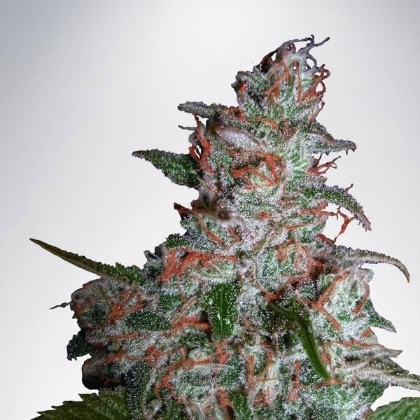 Northern Lights MOC (Ministry of Cannabis) Feminisoidut