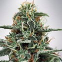 White Widow (Ministry of Cannabis) Feminisoidut