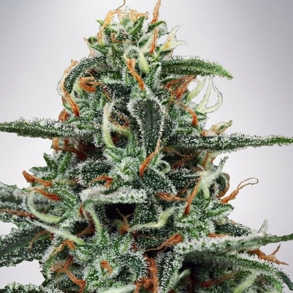 White Widow (Ministry of Cannabis) Feminisoidut