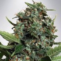 Autopilot XXL (Ministry of Cannabis) Feminisoidut