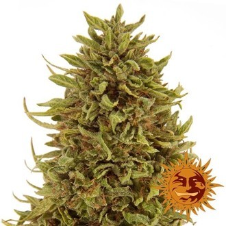 Pineapple Express Auto (Barney's Farm) Feminisoidut