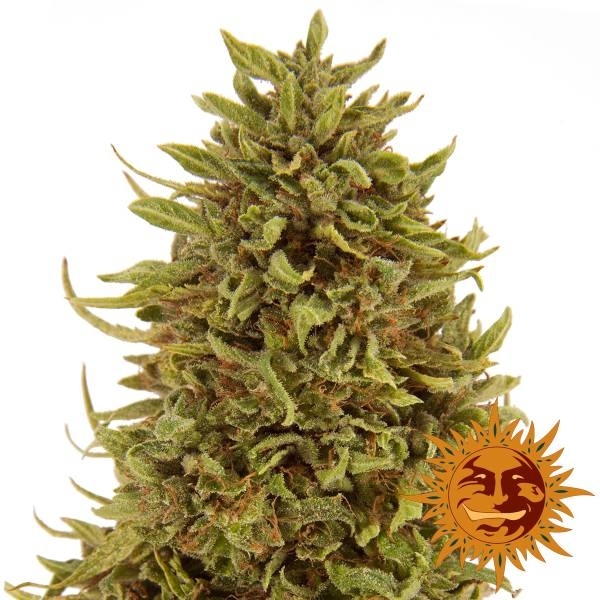 Pineapple Express Auto (Barney's Farm) Feminisoidut