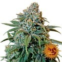Liberty Haze (Barney's Farm) Feminisoidut