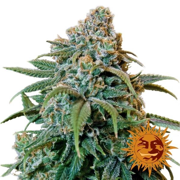 Liberty Haze (Barney's Farm) Feminisoidut