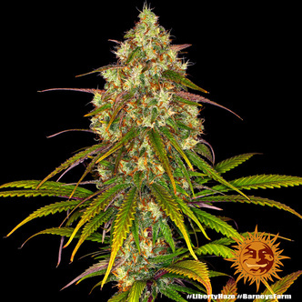 Liberty Haze (Barney's Farm) feminisoidut kannabiksen siemenet