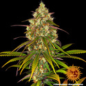Liberty Haze (Barney's Farm) Feminisoidut