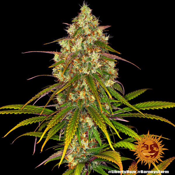 Liberty Haze (Barney's Farm) Feminisoidut