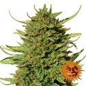 Critical Kush (Barney's Farm) Feminisoidut