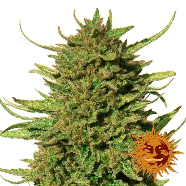 Critical Kush (Barney's Farm) Feminisoidut