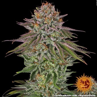 Critical Kush (Barney's Farm) feminisoidut