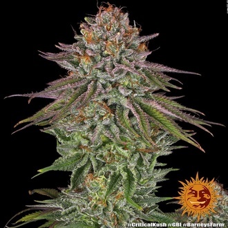 Critical Kush (Barney's Farm) Feminisoidut
