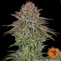 Critical Kush (Barney's Farm) Feminisoidut
