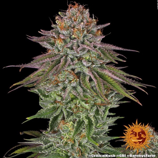 Critical Kush (Barney's Farm) Feminisoidut