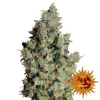 Tangerine Dream (Barney's Farm) feminisoidut kannabiksen siemenet