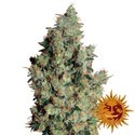Tangerine Dream (Barney's Farm) Feminisoidut