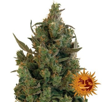 Blue Cheese (Barney's Farm) feminisoidut kannabiksen siemenet