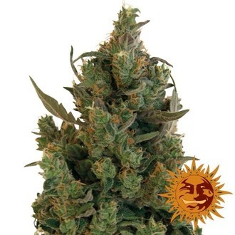 Blueberry Cheese (Barney's Farm) Feminisoidut
