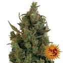 Blueberry Cheese (Barney's Farm) Feminisoidut