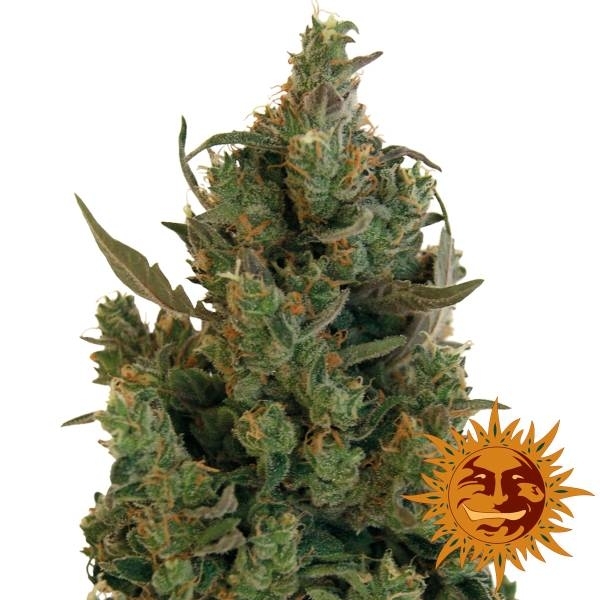 Blueberry Cheese (Barney's Farm) Feminisoidut