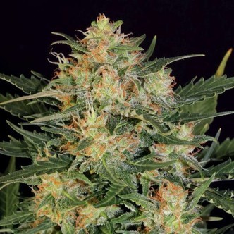 Autoflower White Russian (Serious Seeds) feminisoidut