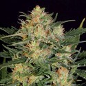 Autoflower White Russian (Serious Seeds) Feminisoidut