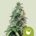 Amnesia Haze Automatic (Royal Queen Seeds) Feminisoidut