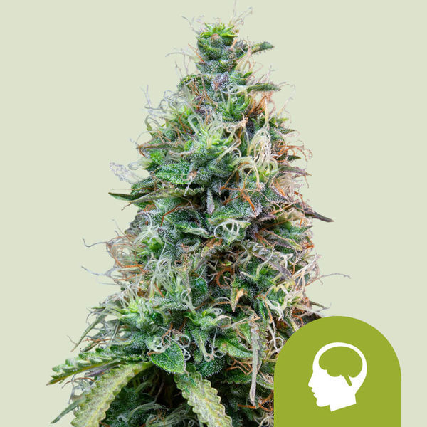 Amnesia Haze Automatic (Royal Queen Seeds) Feminisoidut