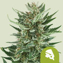 Royal Cheese Autoflower (Royal Queen Seeds) Feminisoidut