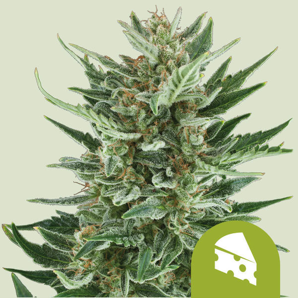 Royal Cheese Autoflower (Royal Queen Seeds) Feminisoidut