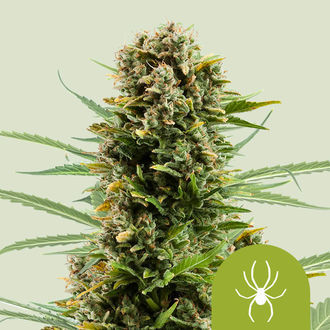White Widow Autoflower (Royal Queen Seeds) Feminisoidut