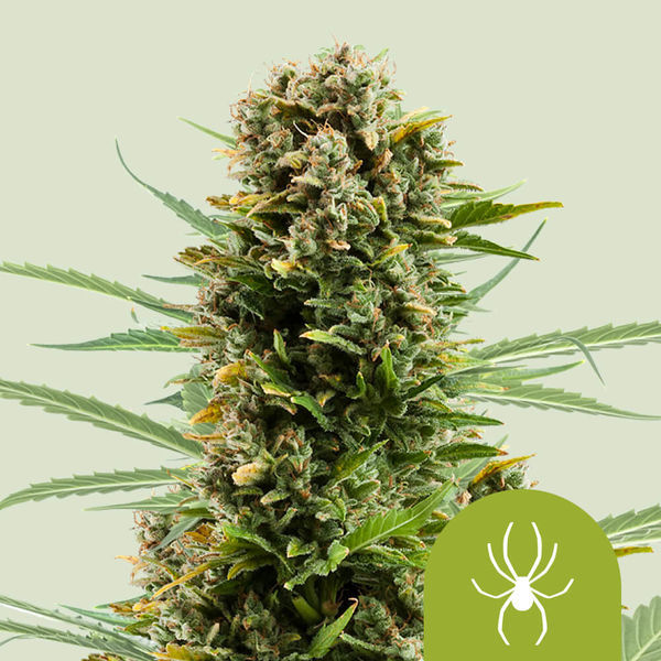 White Widow Autoflower (Royal Queen Seeds) Feminisoidut